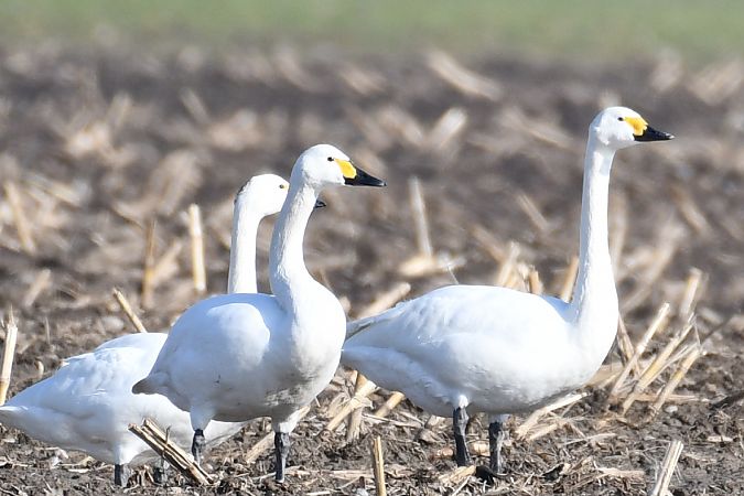 łabędź czarnodzioby  - Paweł Zaniecki