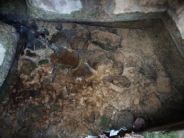 Salamandra pezzata  - Matteo Dosso