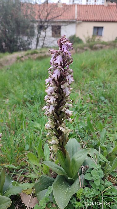 Himantoglossum robertianum  - Thomas Nivet