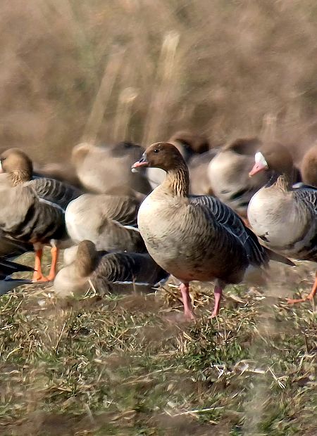 gęś krótkodzioba  - Dawid Kilon