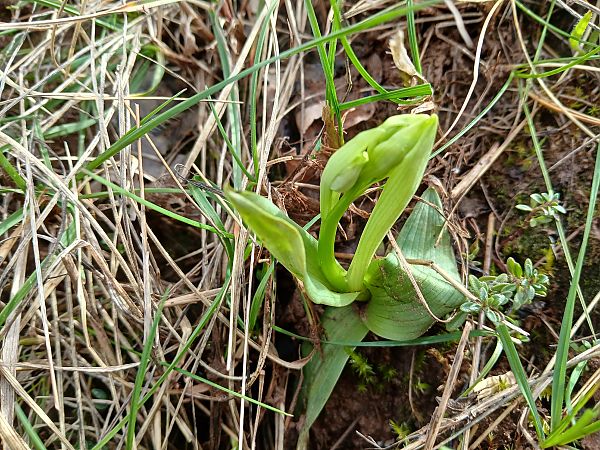Ophrys sphegodes  - Alain Falvard