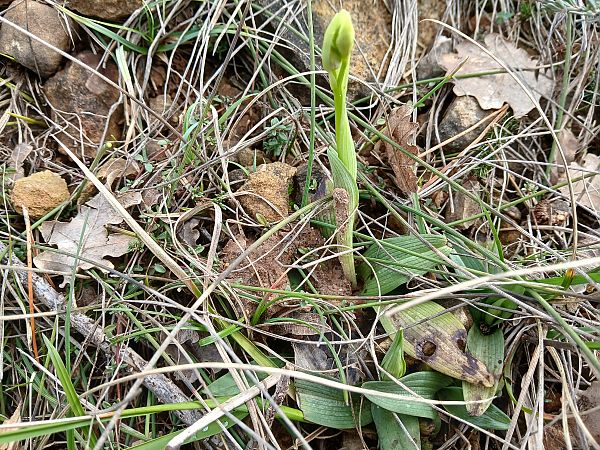 Ophrys sphegodes  - Alain Falvard