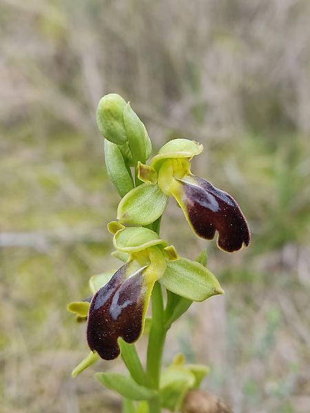 Ophrys forestieri  - Jordi Vila