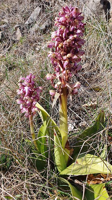 Himantoglossum robertianum  - Michel Jegou