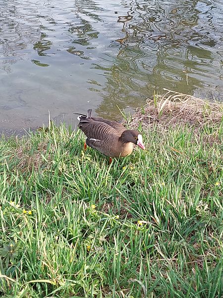 Oie naine  - David Ramler