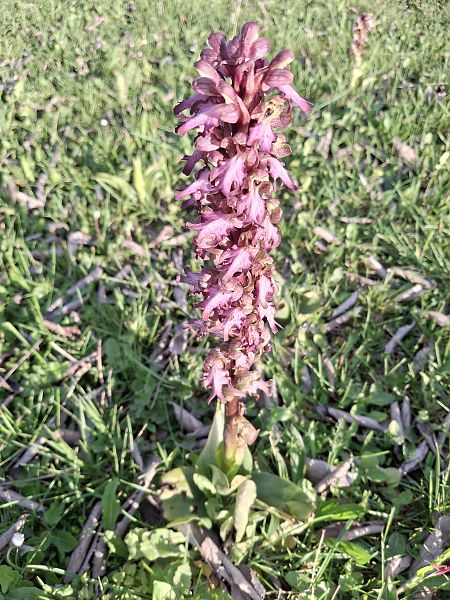 Himantoglossum robertianum  - Pep Pannon