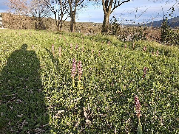 Himantoglossum robertianum  - Pep Pannon
