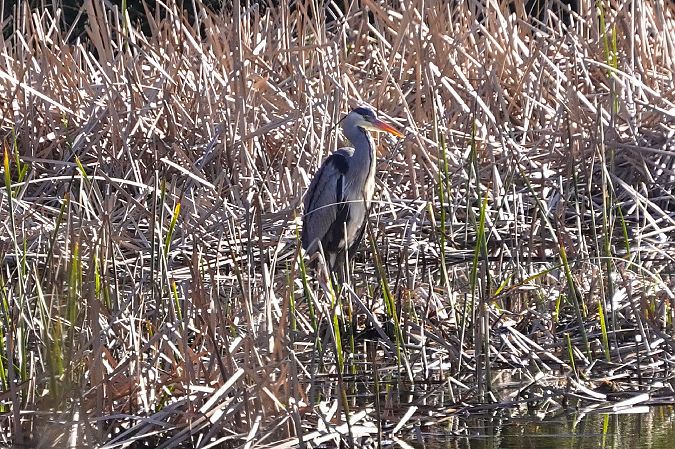 Airone cenerino  - Alessio Trusso