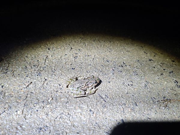 Granoteta de punts comuna  - Adrià Peñas