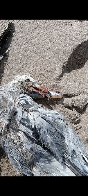 Gavina corsa  - anònim