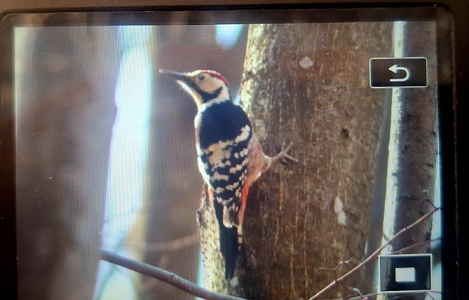 dzięcioł białogrzbiety  - Bartłomiej Sułkowski