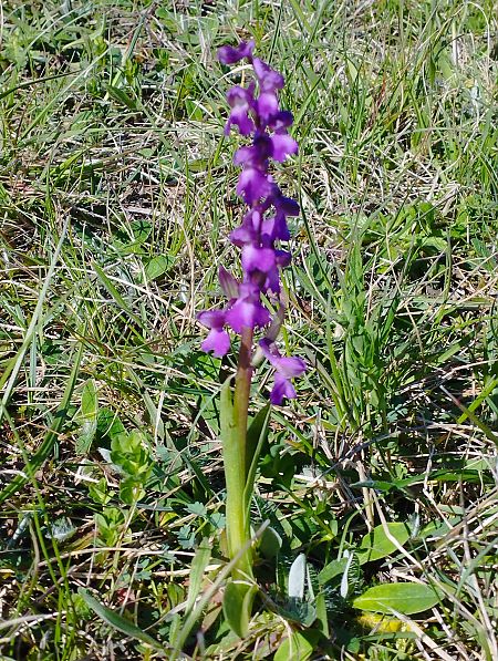 Anacamptis morio  - Gérard Joseph