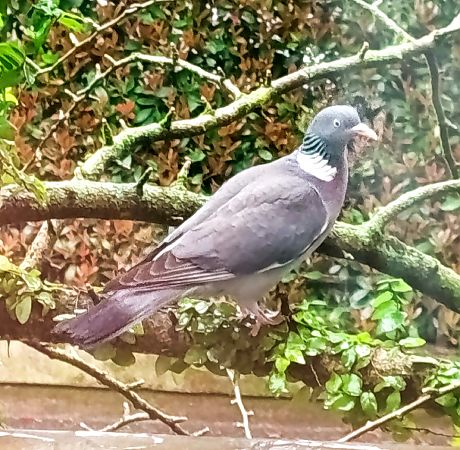 Colombaccio  - Gabriele Facchin