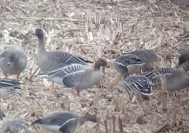 Kurzschnabelgans  - Wojciech Plata