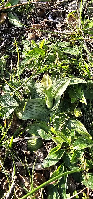 Ophrys aranifera  - Claire Perrachon