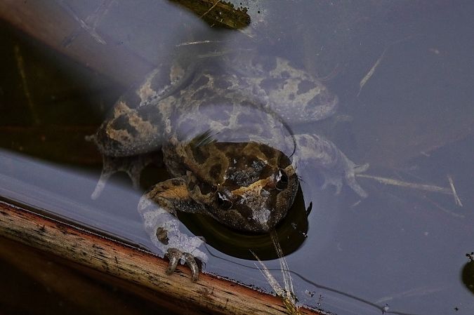 Discoglosso dipinto  - Alessio Trusso