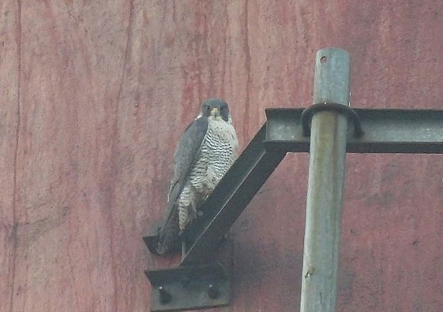 sokół wędrowny  - Kacper Mikulski