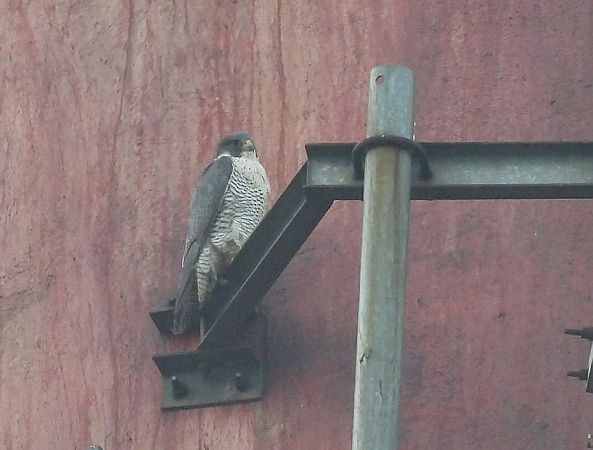 sokół wędrowny  - Kacper Mikulski