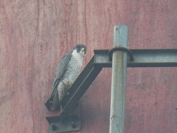 sokół wędrowny  - Kacper Mikulski