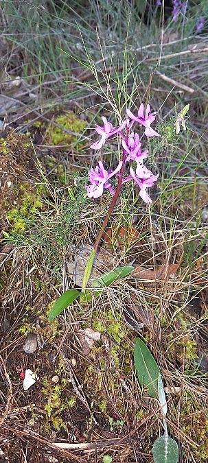 Orchis olbiensis  - Gerard Chassan