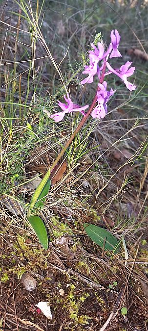 Orchis olbiensis  - Gerard Chassan