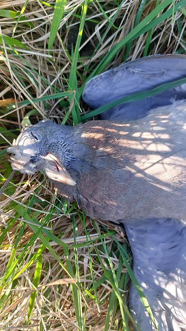 Colombaccio  - Michelangelo Morganti