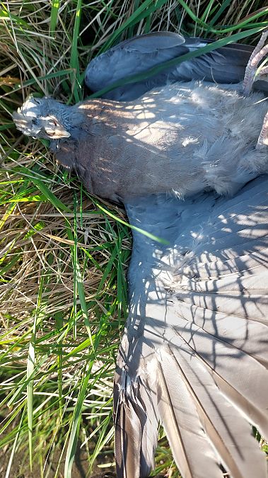 Colombaccio  - Michelangelo Morganti