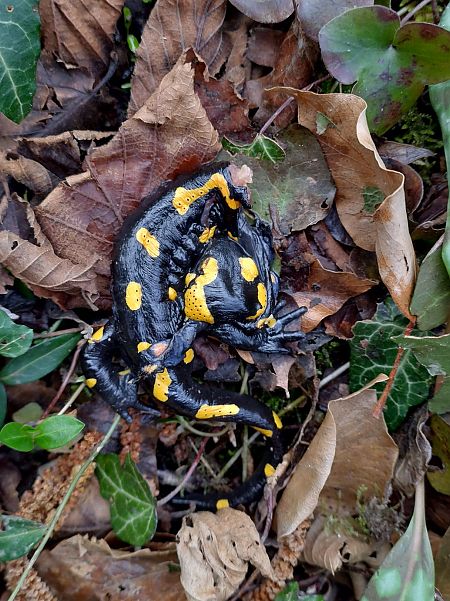 Salamandra pezzata  - Tiziano Fiorenza (FVG)