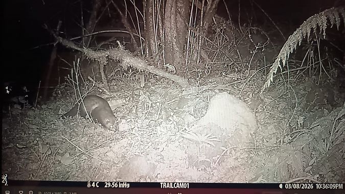 Puzzola  - Tiziano Fiorenza (FVG)