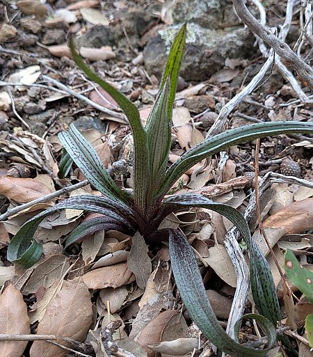 Serapias cordigera  - Patrick Benoit