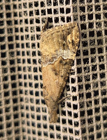 Hypena obsitalis  - Alberto Manganaro