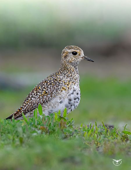 Piviere dorato  - Rubino Pa No