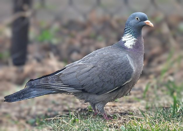 grzywacz  - Kacper Mikulski