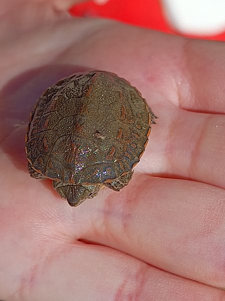 Tortuga de rierol  - Ramon Ferré Sánchez