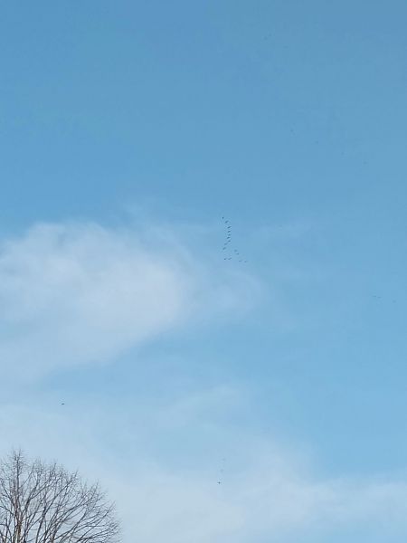 Gru  - Sara Stella (FVG)