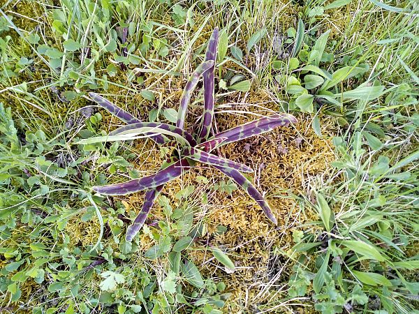 Orchis mascula  - Thierry Deschatre