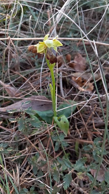 Ophrys forestieri  - Daniel Espejo Fraga