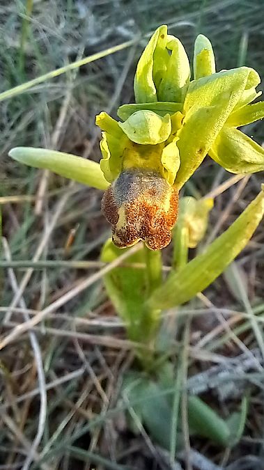 Ophrys forestieri  - Daniel Espejo Fraga