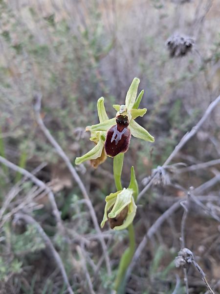 Ophrys occidentalis  - Laurent Mazet