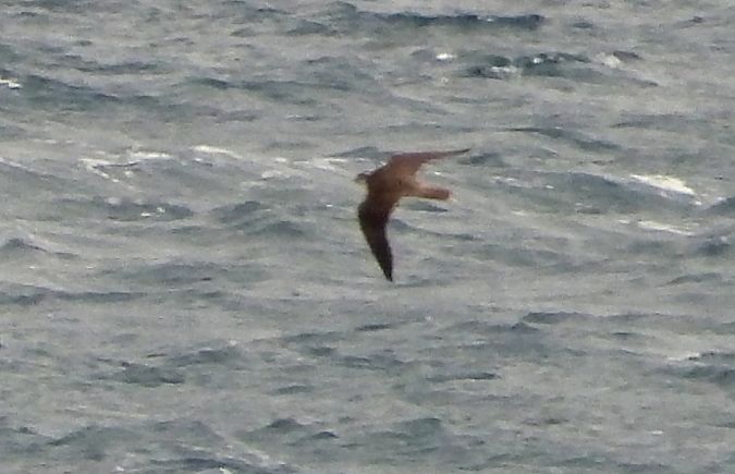 Rapace indeterminato  - Andrea Sorrentino