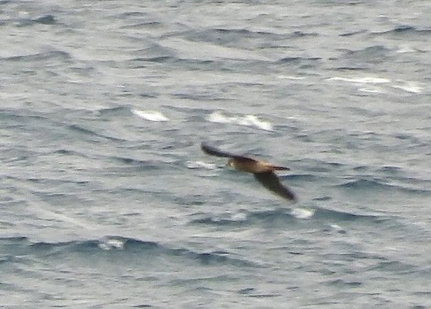 Rapace indeterminato  - Andrea Sorrentino