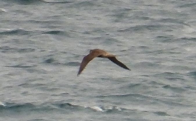 Rapace indeterminato  - Andrea Sorrentino