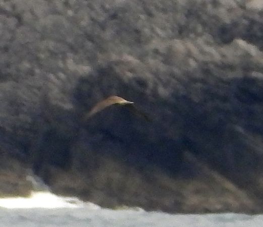 Rapace indeterminato  - Andrea Sorrentino