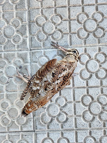 Oilagorra  - Andoni Candel