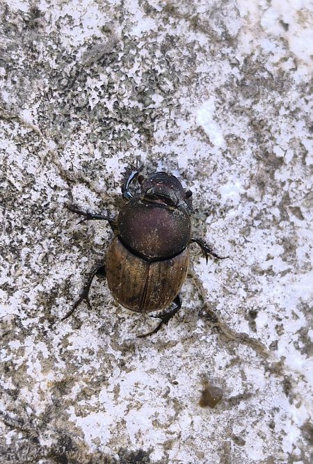 Onthophagus coenobita  - Mirko Tomasi