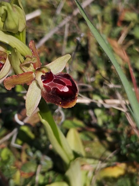 Ophrys caloptera  - Richard Fay