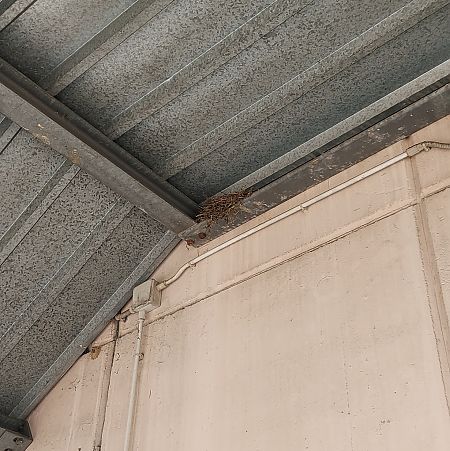 Ballerina gialla  - Simone Rizzi