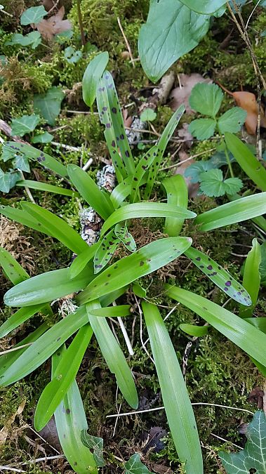 Orchis mascula  - Colette Durlet