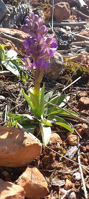 Anacamptis morio  - Gerard Chassan