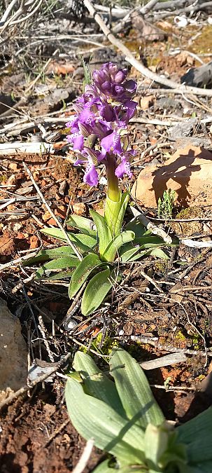 Anacamptis morio  - Gerard Chassan